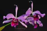 Cattleya (Laelia) purpurata variety sanguinea – Fragrant - Orchid Design