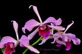 Cattleya (Laelia) purpurata variety sanguinea – Fragrant - Orchid Design