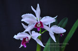 Cattleya (Laelia) purpurata fma. Roxo-Violeta – Fragrant! - Orchid Design