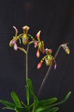Paphiopedilum haynaldianum – Multiple Flowers – Species - Orchid Design