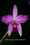Laelia anceps 'Clown' AM/AOS – Splash Petals – in spikes - Orchid Design