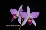 Laelia anceps 'Mari' – Nice color & Awardable - Orchid Design