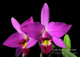 Laelia anceps 'Royal Flush' – Dark purple - Orchid Design