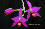 Laelia anceps 'Royal Flush' – Dark purple - Orchid Design