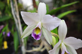 Laelia anceps var. coerulea 'Blue' – RARE - Orchid Design