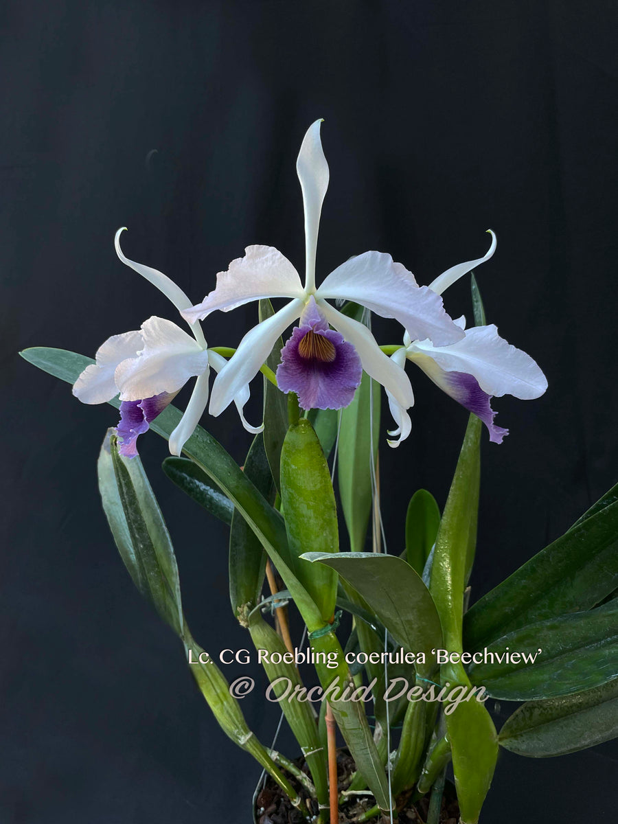 Cassigoli リトグラフ 紫陽花と海 Clty. Spring Fragrance 'Hawaii' – The Orchid Den