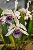 Lc. C.G. Roebling var. coerulea 'Beechview' AM/AOS – Fragrant - Orchid Design