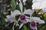 Lc. C.G. Roebling var. coerulea 'Beechview' AM/AOS – Fragrant - Orchid Design