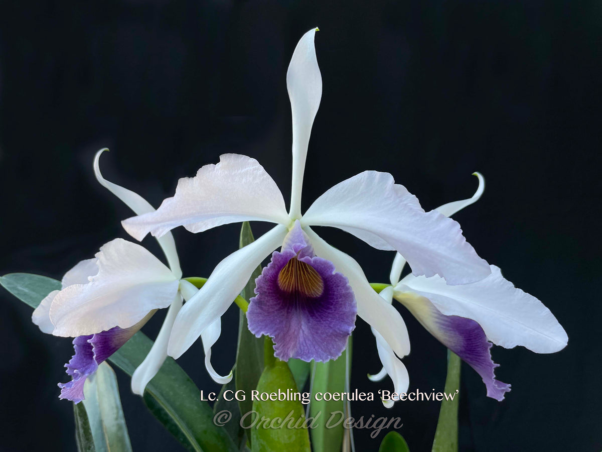 Lc. C.G. Roebling var. coerulea 'Beechview' AM/AOS – Fragrant 