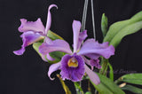 Cattleya Canhamiana Blue – Rare and fragrant!