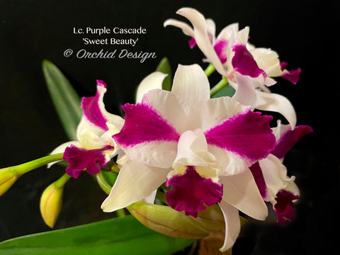 Lc. Purple Cascade 'Sweet Beauty' – Fragrant