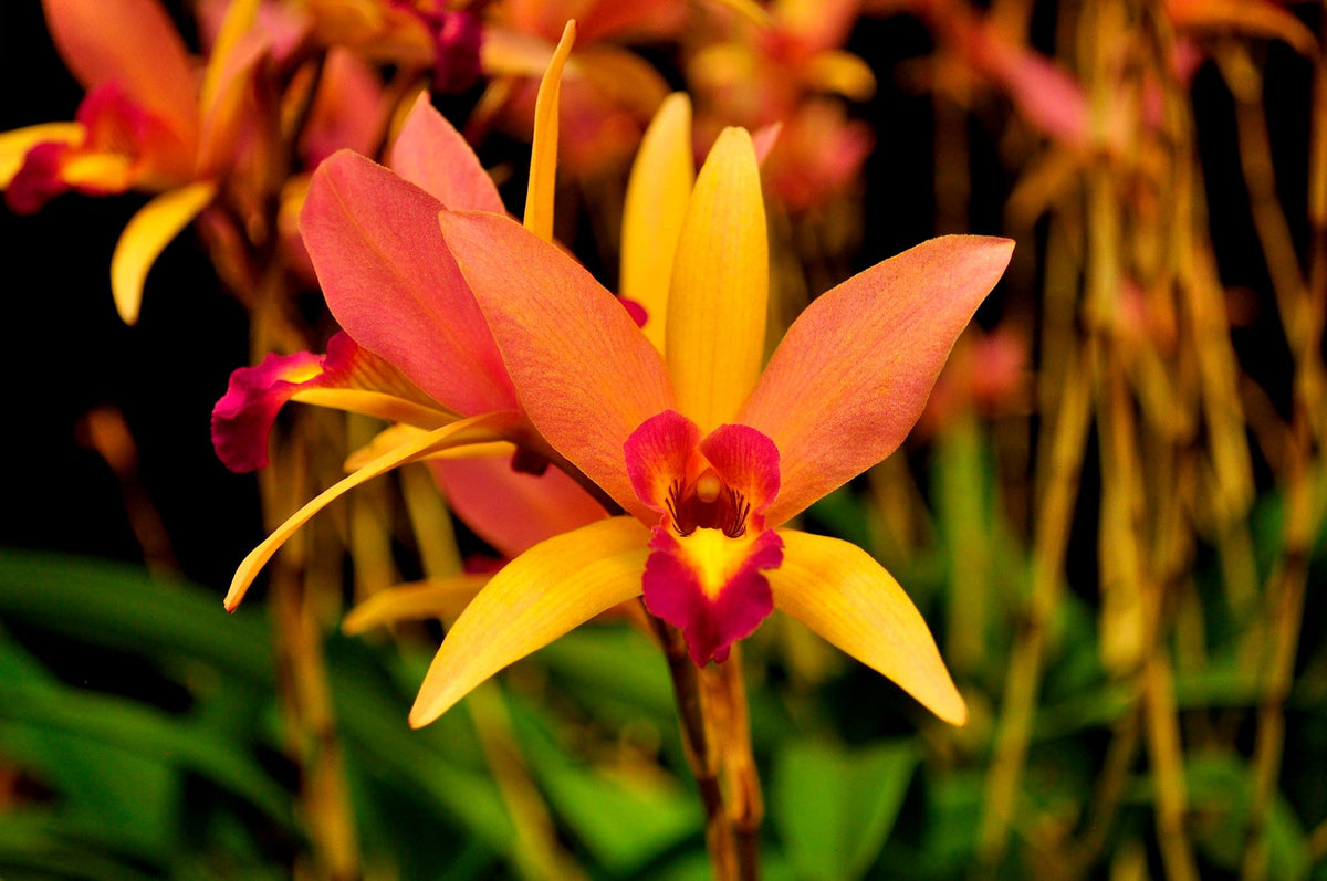 Lc. Santa Barbara Sunset 'Showtime' HCC, CCE/AOS – Orchid Design