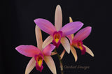 Lc. Santa Barbara Sunset 'Showtime' HCC, CCE/AOS - Orchid Design