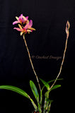 Lc. Santa Barbara Sunset 'Showtime' HCC, CCE/AOS - Orchid Design