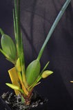 Maxillaria tenuifolia Flavescens 'Yamada' AM/AOS – Yellow Coconut fragrant! - Orchid Design