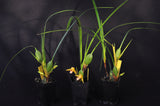 Maxillaria tenuifolia Flavescens 'Yamada' AM/AOS – Yellow Coconut fragrant! - Orchid Design