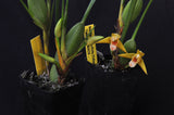Maxillaria tenuifolia Flavescens 'Yamada' AM/AOS – Yellow Coconut fragrant! - Orchid Design