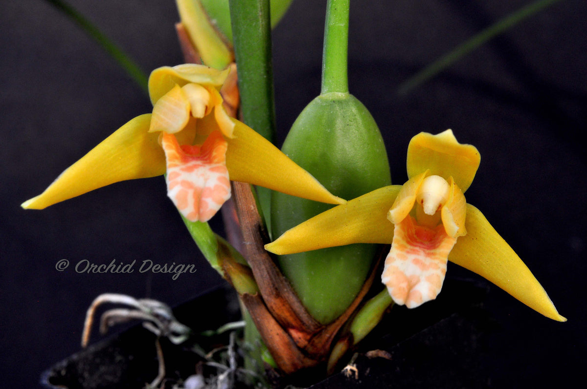 洋蘭原種　Max.tenuifolia Maxillariella tenuifolia - American Orchid Society