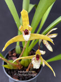 Maxillaria picta – species, fragrant!