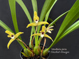 Maxillaria picta – species, fragrant!