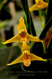 Maxillaria tenuifolia Flavescens 'Yamada' AM/AOS – Yellow Coconut fragrant! - Orchid Design