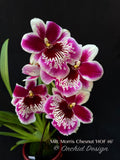 Miltoniopsis Morris Chesnut 'HOF #6'