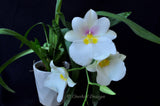 Miltoniopsis Rene Komoda 'Pacific Clouds' - Orchid Design