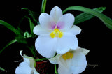 Miltoniopsis Rene Komoda 'Pacific Clouds' - Orchid Design