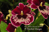 Miltoniopsis Morris Chesnut 'HOF #6'