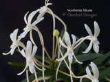 Neofinetia falcata – Samurai Orchid – Jasmin Fragrant! - Orchid Design