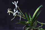 Neofinetia falcata – Samurai Orchid – Jasmin Fragrant! - Orchid Design