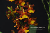 Oncostele Catatante 'Orange Kiss' – Floriferous - Orchid Design