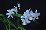 Odontoglossum nobile – Species - Orchid Design