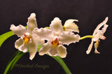 Odontoglossum nobile – Species - Orchid Design