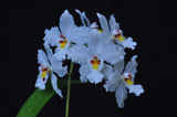 Odontoglossum nobile – Species - Orchid Design