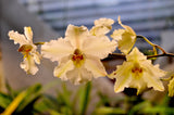 Odontoglossum nobile – Species - Orchid Design