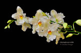 Odontoglossum nobile – Species - Orchid Design