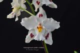 Odontoglossum (nobile x Tribbles) - Orchid Design