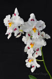 Odontoglossum (nobile x Tribbles) - Orchid Design