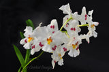 Odontoglossum (nobile x Tribbles) - Orchid Design