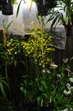 Oncidium Gower Ramsey 'Lemon Heart' AM/AOS - Orchid Design