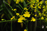 Oncidium Gower Ramsey 'Lemon Heart' AM/AOS - Orchid Design