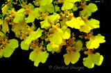 Oncidium Gower Ramsey 'Lemon Heart' AM/AOS - Orchid Design