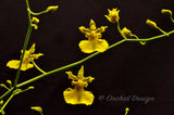 Oncidium Gower Ramsey 'Lemon Heart' AM/AOS - Orchid Design