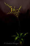Oncidium Gower Ramsey 'Lemon Heart' AM/AOS - Orchid Design