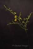 Oncidium Gower Ramsey 'Lemon Heart' AM/AOS - Orchid Design