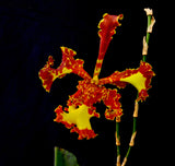 Oncidium Mariposa 'Special' – Three Lips - Orchid Design