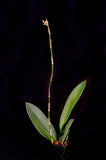 Oncidium Mariposa 'Special' – Three Lips - Orchid Design