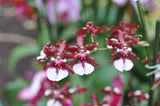 Oncidium Sharry Baby 'Sweet Fragrance' AM/AOS – Chocolate Fragrant! - Orchid Design