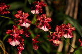 Oncidium Sharry Baby 'Sweet Fragrance' AM/AOS – Chocolate Fragrant! - Orchid Design